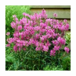 Physostegia virginiana 'Rose Bouquet' | 10.5cm Pot