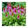 Primula vialii | 10.5cm Pot