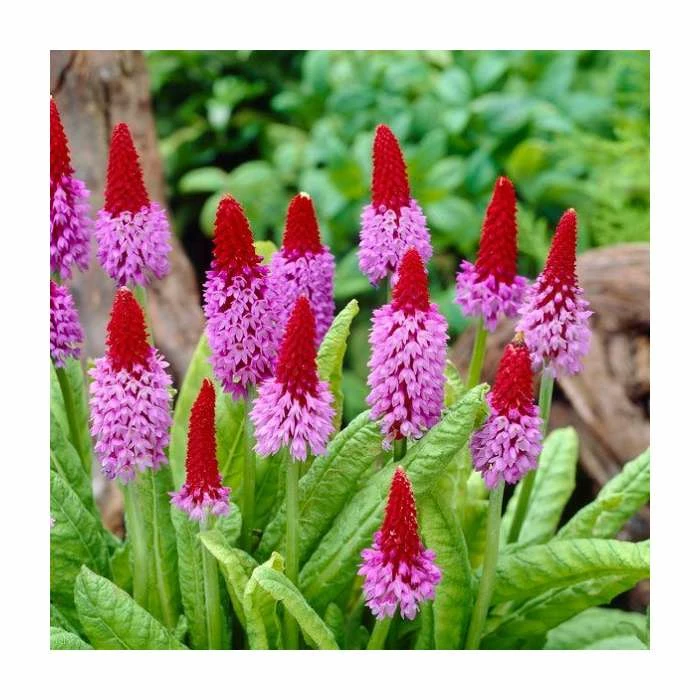 Primula vialii | 10.5cm Pot 2 Primula vialii | 10.5cm Pot - Image 2