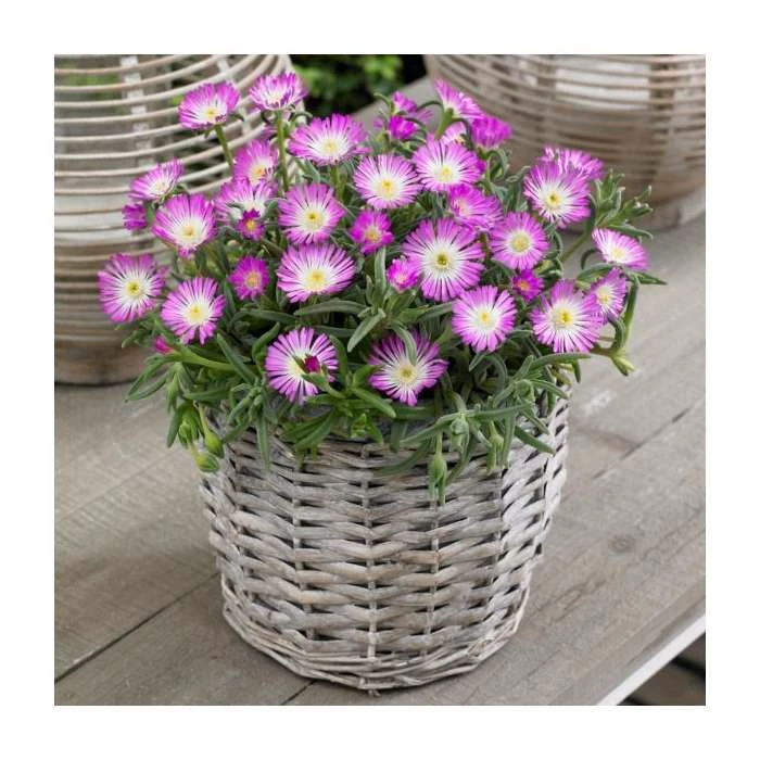 Delosperma 'Jewel of Desert Rosequartz' | 10.5cm Pot 1 Delosperma 'Jewel of Desert Rosequartz' | 10.5cm Pot