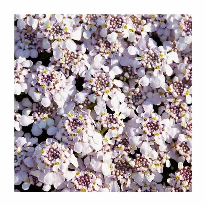 Iberis 'Pink Ice' | 9cm Pot 1 Iberis 'Pink Ice' | 9cm Pot