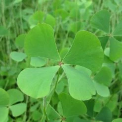 Upright Quadrifolia | Marsilea quadrifolia