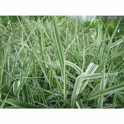 Gardener's Garters | Phalaris arundinacea 'Picta' -Pink Plants Shop PL0616 add image 1 2142