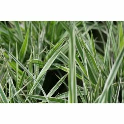 Gardener's Garters | Phalaris arundinacea 'Picta' -Pink Plants Shop PL0616 add image 2 5cca