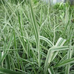 Gardener's Garters | Phalaris arundinacea 'Picta'