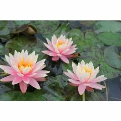 Nymphaea 'Colorado' | Water Lily 13 Nymphaea 'Colorado' | Water Lily -Pink Plants Shop PL0638 add image 2 70f5