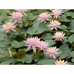 Nymphaea 'Colorado' | Water Lily 14 Nymphaea 'Colorado' | Water Lily -Pink Plants Shop PL0638 add image 3 e381