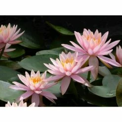 Nymphaea 'Colorado' | Water Lily 17 Nymphaea 'Colorado' | Water Lily -Pink Plants Shop PL0638 add image 6 18b2