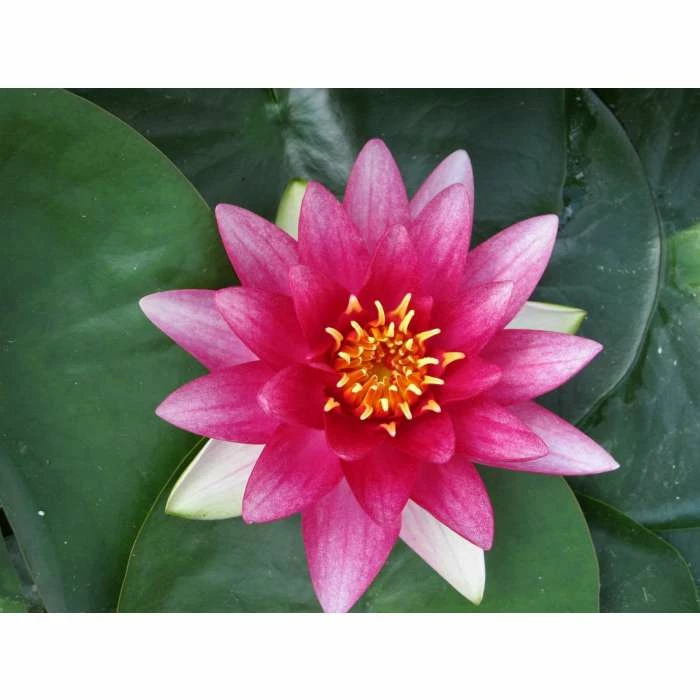 Nymphaea 'Attraction' | Water Lily 4 Nymphaea 'Attraction' | Water Lily - Image 4