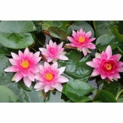 Nymphaea 'Attraction' | Water Lily 11 Nymphaea 'Attraction' | Water Lily -Pink Plants Shop PL0644 add image 3 34ba