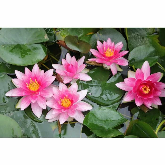 Nymphaea 'Attraction' | Water Lily 5 Nymphaea 'Attraction' | Water Lily - Image 5