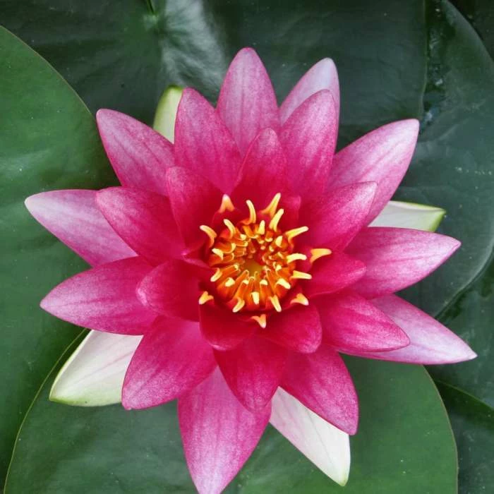 Nymphaea 'Attraction' | Water Lily 1 Nymphaea 'Attraction' | Water Lily