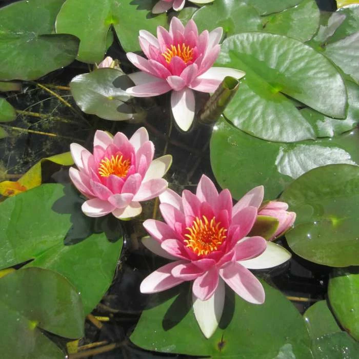 Nymphaea 'Attraction' | Water Lily 2 Nymphaea 'Attraction' | Water Lily - Image 2