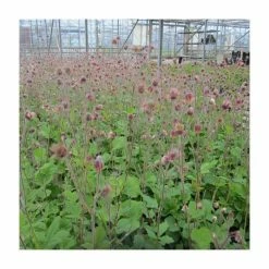 Pink Plants Shop -Pink Plants Shop PL0660 rollover image 63d5