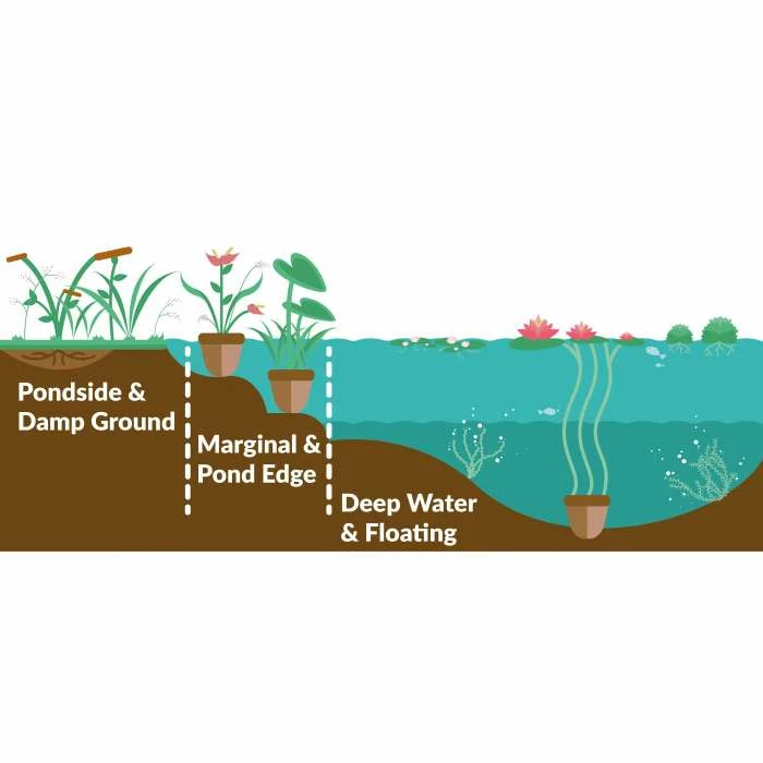 Allegheny Monkey Flower | Mimulus ringens 2 Allegheny Monkey Flower | Mimulus ringens - Image 2