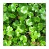 3x Brazilian Pennywort Hydrocotyle nova 'Zealand' - 9cm pots