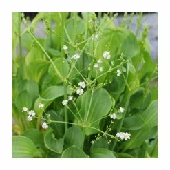 3x American Water Plantain Alisma parviflorum - 9cm Pots - Cut Back