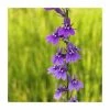 3x Purple Lobelia Lobelia vedrariensis - 9cm Pots