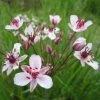 Flowering Rush | Butomus umbellatus