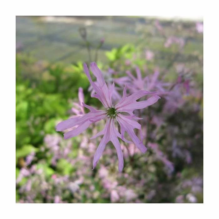 1L Ragged Robin Lychnis flos-cuculi 1 1L Ragged Robin Lychnis flos-cuculi