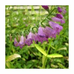 1L Obedient Plant Physostegia virginiana