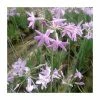 Society Garlic | Tulbaghia violacea
