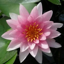 Nymphaea 'Hollandia' | Water Lily -Pink Plants Shop PL0970 add image 1 3a4b
