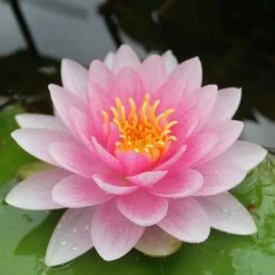 Nymphaea 'Hollandia' | Water Lily -Pink Plants Shop PL0970 add image 2 d465