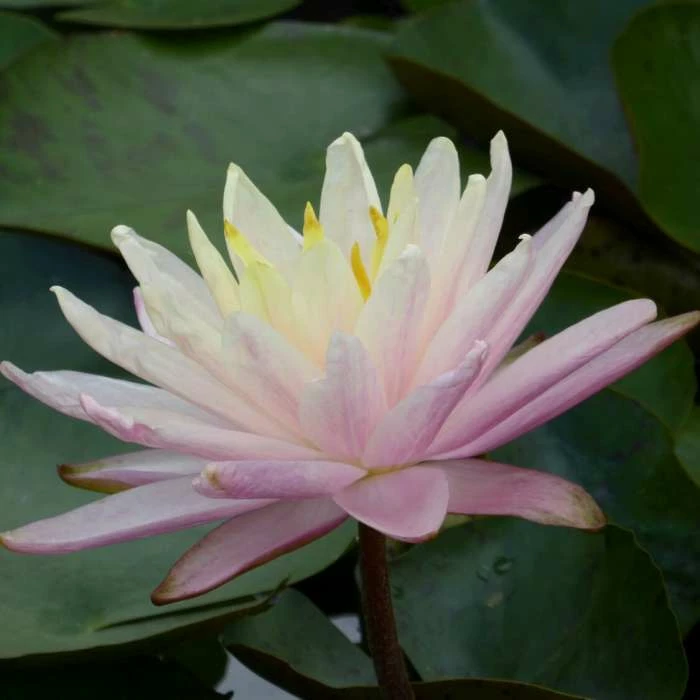 Large Water Lily 'Barbara Dobbins' - Nymphaea ‘Barbara Dobbins’ - 3L Pot 2 Large Water Lily 'Barbara Dobbins' - Nymphaea ‘Barbara Dobbins’ - 3L Pot - Image 2