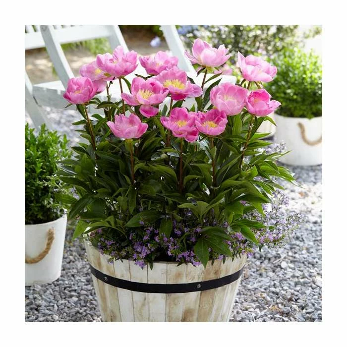 Peony lactiflora 'Bowl of Love' | 3 Litre Pot 1 Peony lactiflora 'Bowl of Love' | 3 Litre Pot
