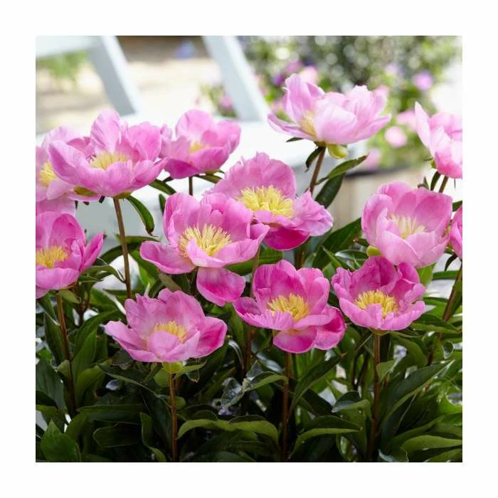 Peony lactiflora 'Bowl of Love' | 3 Litre Pot 2 Peony lactiflora 'Bowl of Love' | 3 Litre Pot - Image 2