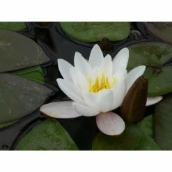 Nymphaea 'Marliacea 'Carnea' | Water Lily -Pink Plants Shop PL1016 add image 1 d1e0
