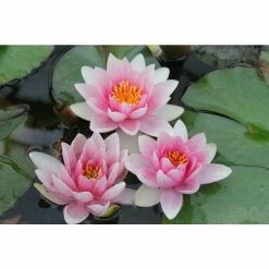 Large Water Lily 'Mrs Richmond' Nymphaea 'Mrs Richmond' - 3L Pot -Pink Plants Shop PL1022 add image 1 e539