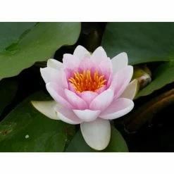 Large Water Lily 'Mrs Richmond' Nymphaea 'Mrs Richmond' - 3L Pot -Pink Plants Shop PL1022 add image 2 c947