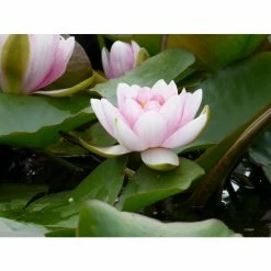 Large Water Lily 'Mrs Richmond' Nymphaea 'Mrs Richmond' - 3L Pot -Pink Plants Shop PL1022 add image 3 20b6