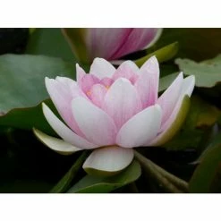 Large Water Lily 'Mrs Richmond' Nymphaea 'Mrs Richmond' - 3L Pot -Pink Plants Shop PL1022 add image 4 d8fe