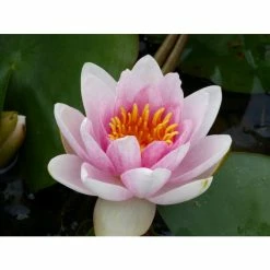 Large Water Lily 'Mrs Richmond' Nymphaea 'Mrs Richmond' - 3L Pot -Pink Plants Shop PL1022 add image 5 604f