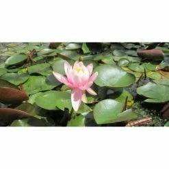 Large Fragrant Water Lily 'Firecrest' Nymphaea odorata 'Firecrest' - 3L Pot 5 Large Fragrant Water Lily 'Firecrest' Nymphaea odorata 'Firecrest' - 3L Pot -Pink Plants Shop PL1024 add image 1 adcd