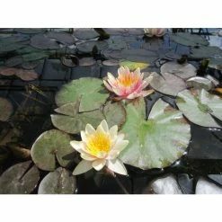 Large Water Lily 'Sioux' - Nymphaea 'Sioux' - 3L Pot -Pink Plants Shop PL1043 add image 1 1959