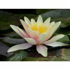 Large Water Lily 'Sioux' - Nymphaea 'Sioux' - 3L Pot -Pink Plants Shop PL1043 add image 2 53ae