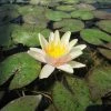 Large Water Lily 'Sioux' - Nymphaea 'Sioux' - 3L Pot
