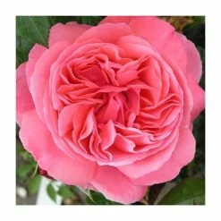Special Anniversary | Hybrid Tea Rose -Pink Plants Shop PL11007 add image 1 a101