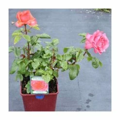 Special Anniversary | Hybrid Tea Rose -Pink Plants Shop PL11007 add image 2 6599