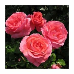 Special Anniversary | Hybrid Tea Rose -Pink Plants Shop PL11007 add image 3 fe13