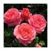 Special Anniversary | Hybrid Tea Rose