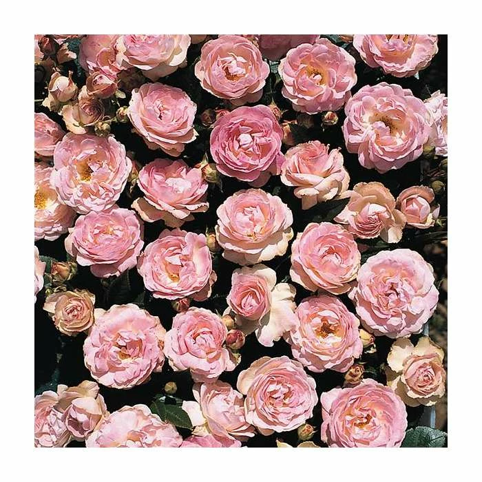 Pearl Anniversary | Floribunda Rose 1 Pearl Anniversary | Floribunda Rose