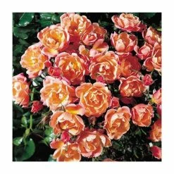 Thank You | Floribunda Rose -Pink Plants Shop PL11021 add image 1 99cb