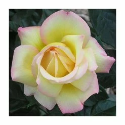 Peace' Bush Rose - 4L Pot -Pink Plants Shop PL11046 add image 1 9c72