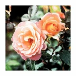Rosemary Harkness | Hybrid Tea Rose -Pink Plants Shop PL11049 add image 1 3297