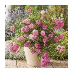 'Flower Carpet Pink' Ground Cover Rose - 4L Pot -Pink Plants Shop PL11104 add image 1 9881